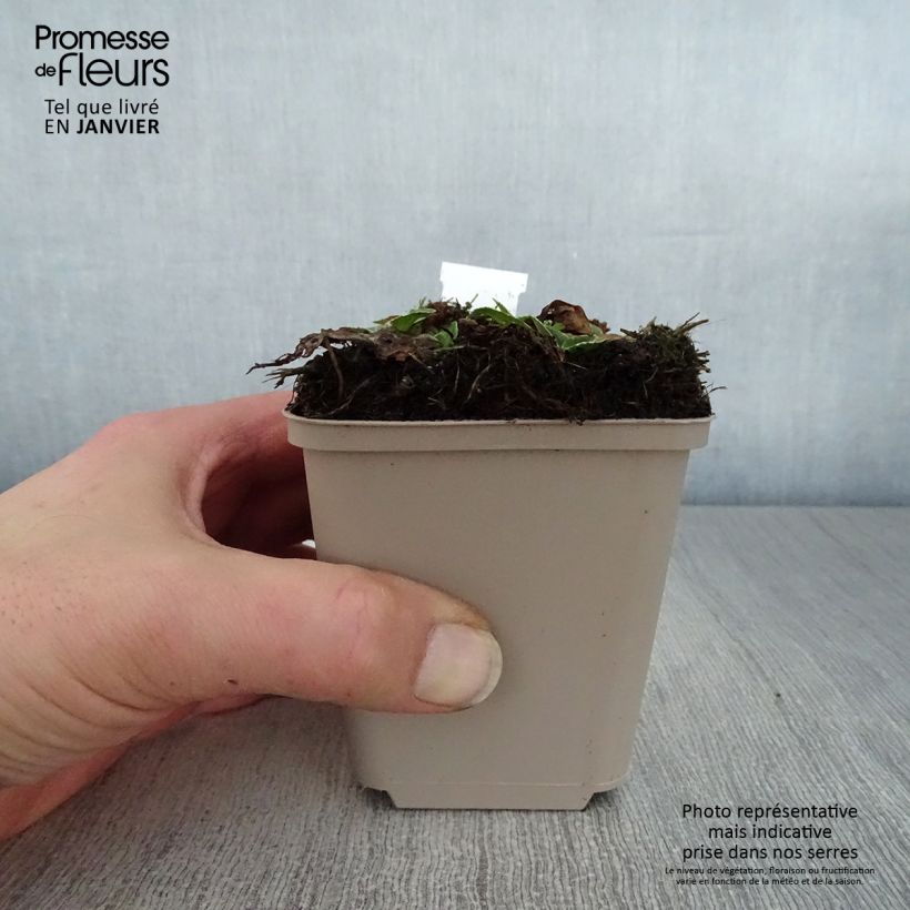 Veronica gentianoides Variegata Vasetto da 8/9 cm esemplare consegnato in inverno