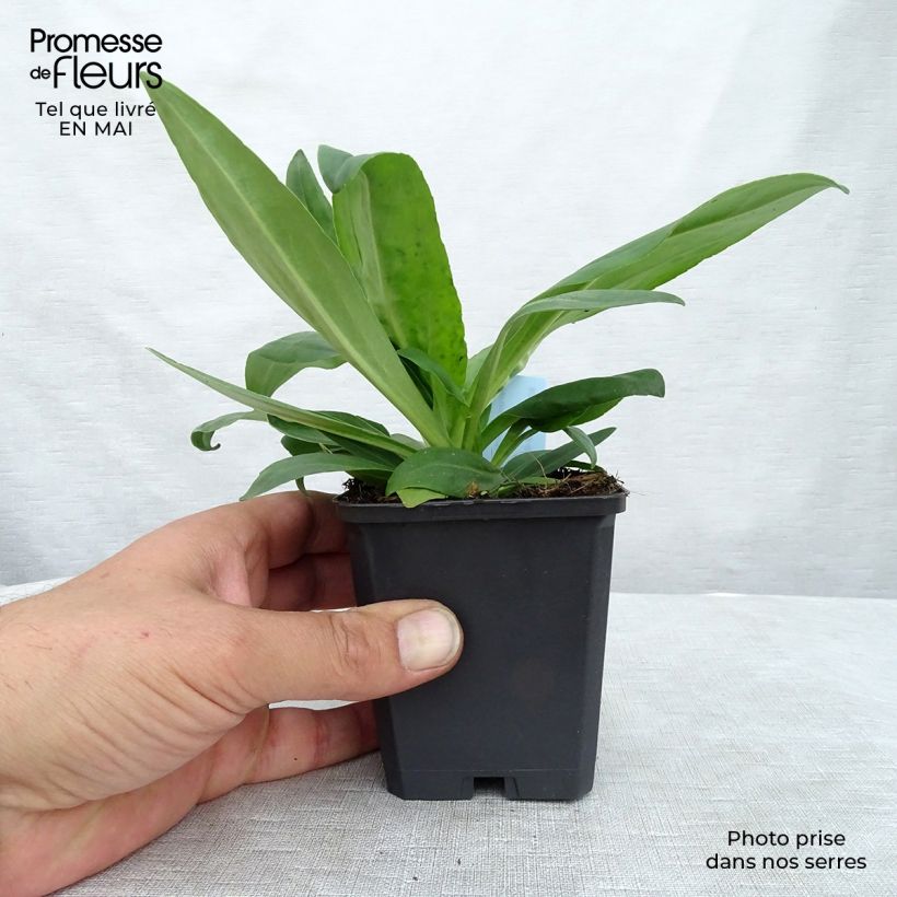 Veronica gentianoides Vasetto da 8/9 cm esemplare consegnato in primavera