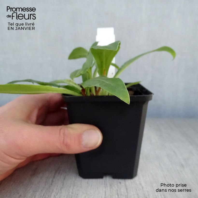 Veronica gentianoides Vasetto da 8/9 cm esemplare consegnato in inverno