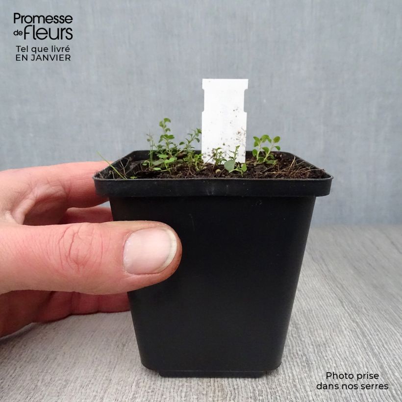 Veronica liwanensis Vasetto da 8/9 cm esemplare consegnato in inverno