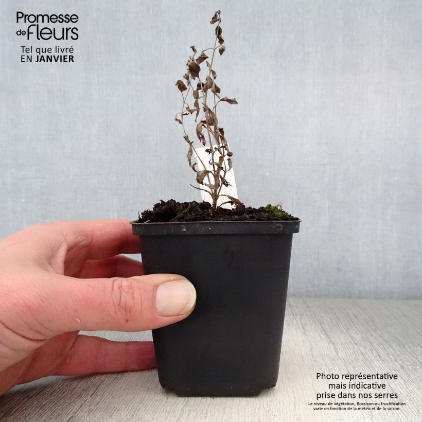 Veronica longifolia Blauriesin Vasetto da 8/9 cm esemplare consegnato in inverno