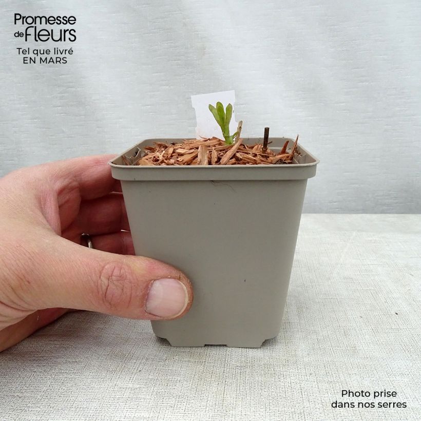 Veronica longifolia Candied Candle Vasetto da 8/9 cm esemplare consegnato in primavera