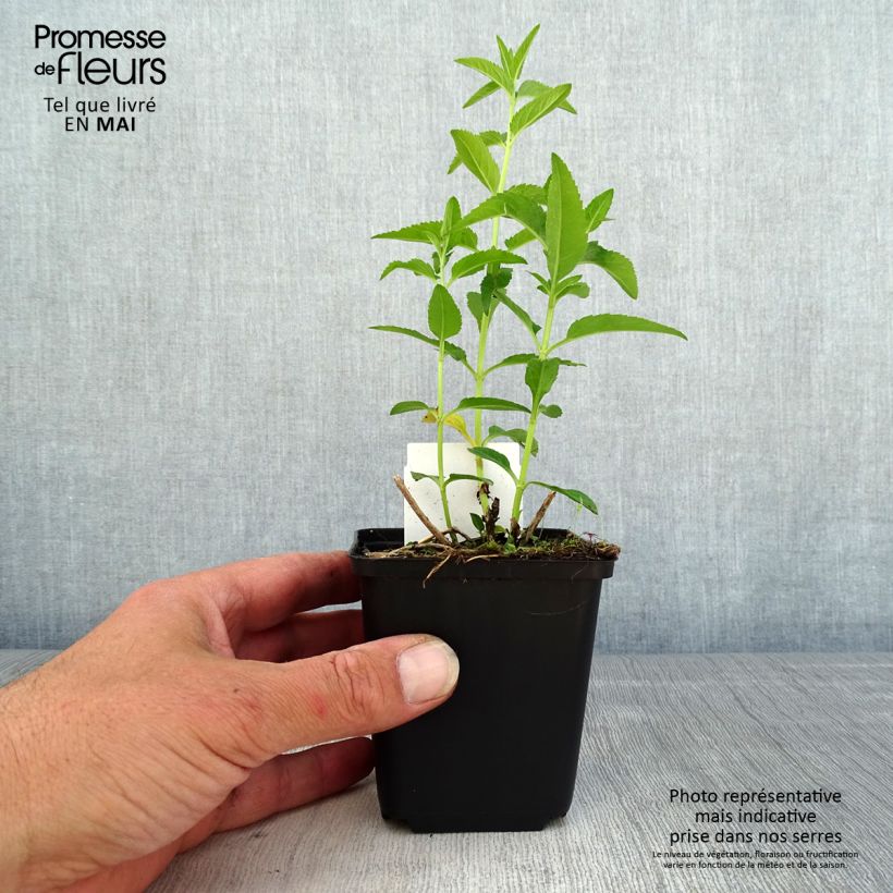 Veronica longifolia First Lady Vasetto da 8/9 cm esemplare consegnato in primavera