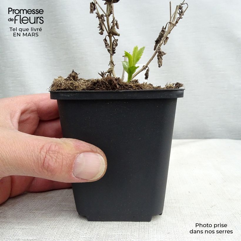 Veronica longifolia Lila Karina Vasetto da 8/9 cm esemplare consegnato in primavera