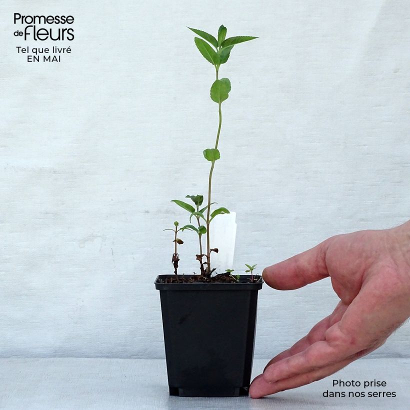 Veronica longifolia Marietta Vasetto da 8/9 cm esemplare consegnato in primavera