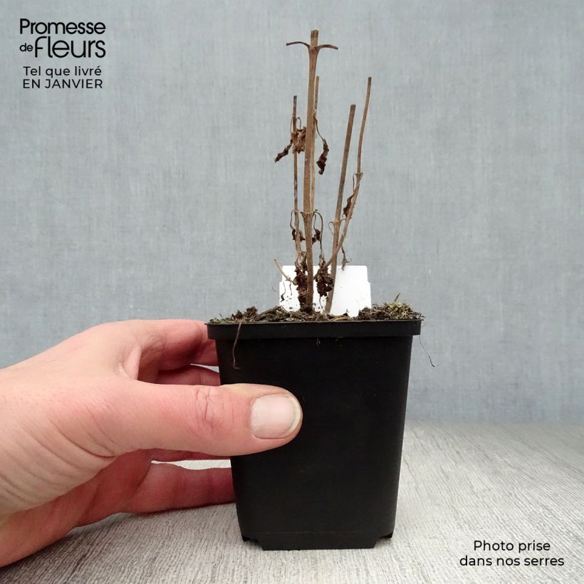 Veronica longifolia Marietta Vasetto da 8/9 cm esemplare consegnato in inverno