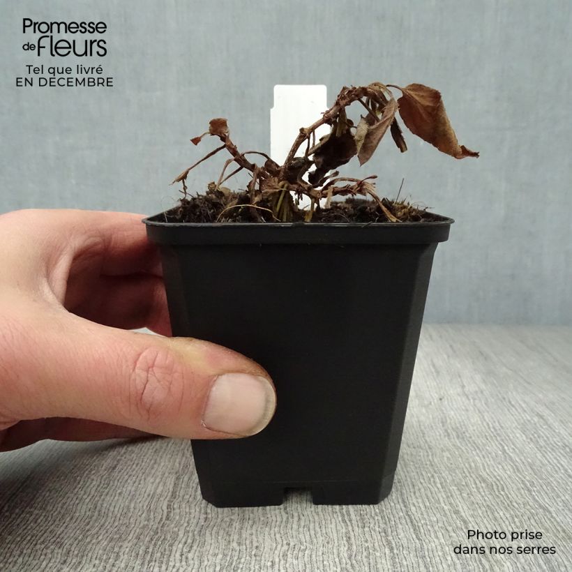 Veronica longifolia Pink Damask Vasetto da 8/9 cm esemplare consegnato in inverno