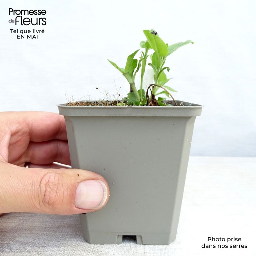 Veronica longifolia Pink Damask Vasetto da 8/9 cm esemplare consegnato in primavera