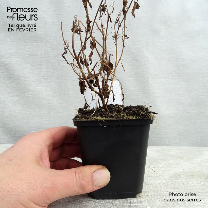 Veronica longifolia Schneeriesin Vasetto da 8/9 cm esemplare consegnato in inverno