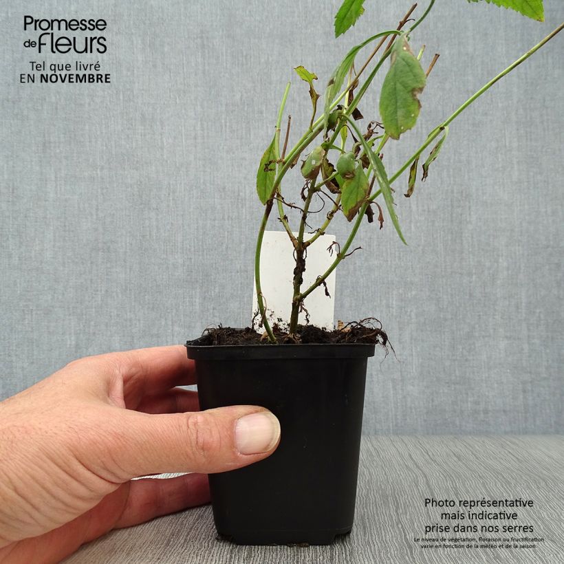 Esemplare di Veronica longifolia Schneeriesin Vasetto da 8/9 cm come consegnato in autunno