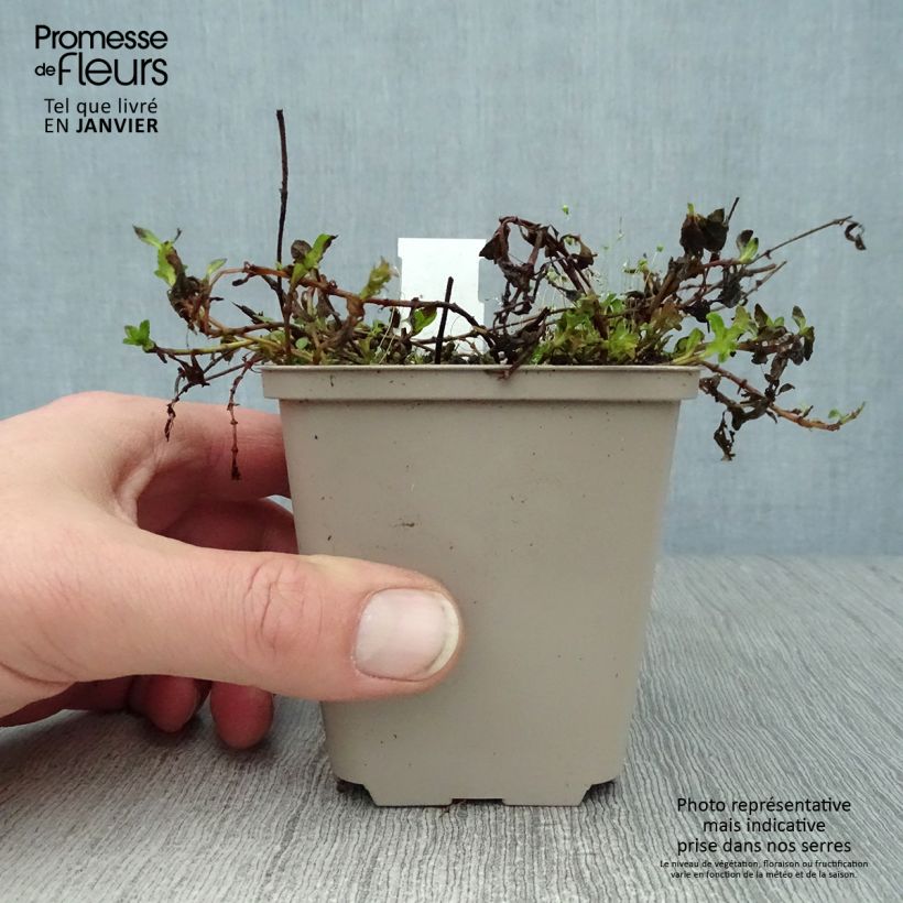 Veronica prostrata Mrs Holt Vasetto da 8/9 cm esemplare consegnato in inverno