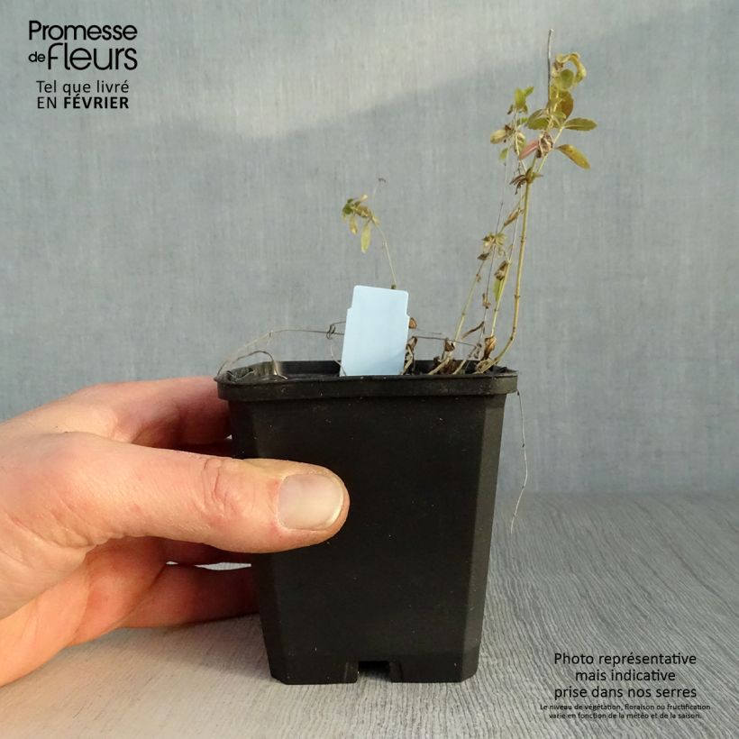 Veronica prostrata Vasetto da 8/9 cm esemplare consegnato in inverno