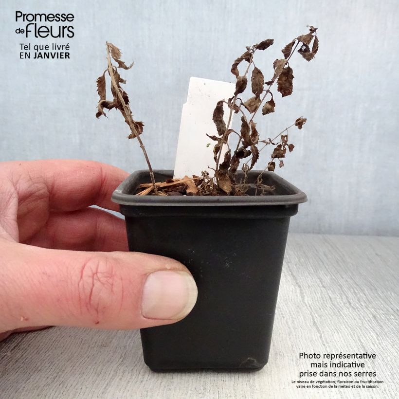 Veronica spicata Alba Vasetto da 8/9 cm esemplare consegnato in inverno