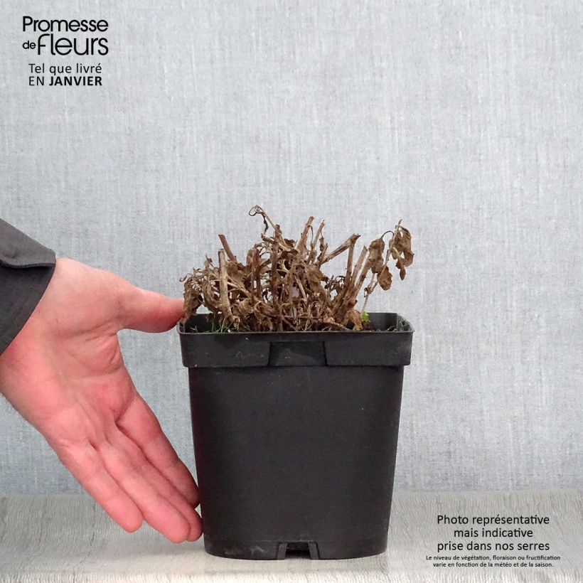 Veronica spicata Alba Vaso da 2L/3L esemplare consegnato in inverno