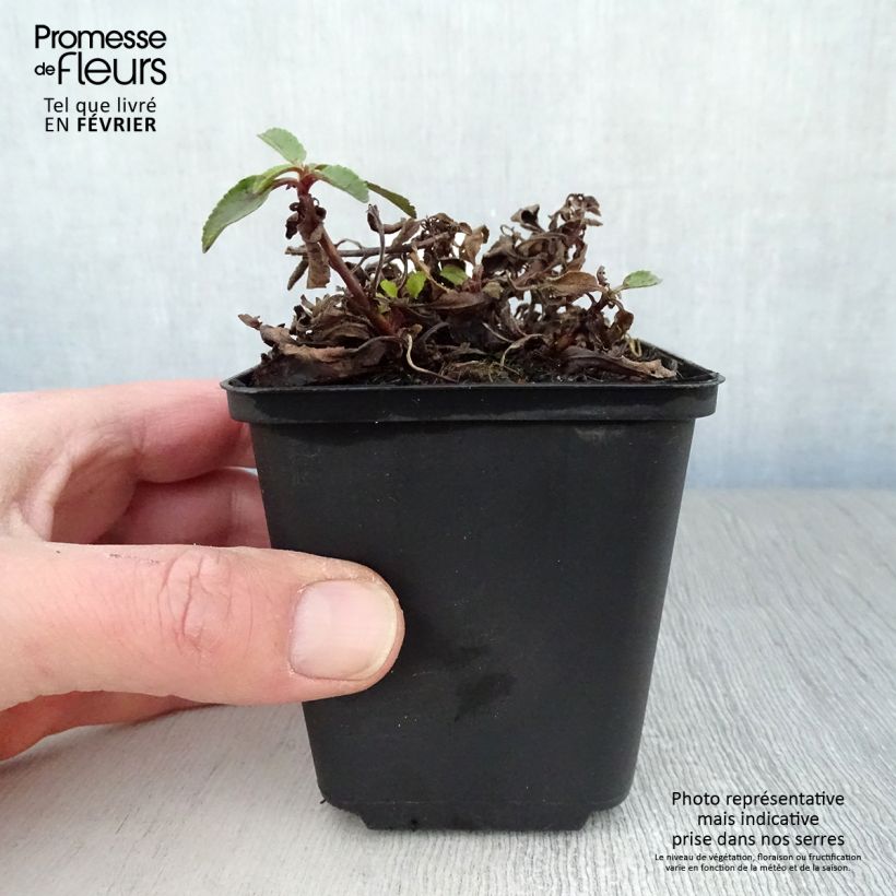 Veronica spicata Barcarolle Vasetto da 8/9 cm esemplare consegnato in inverno