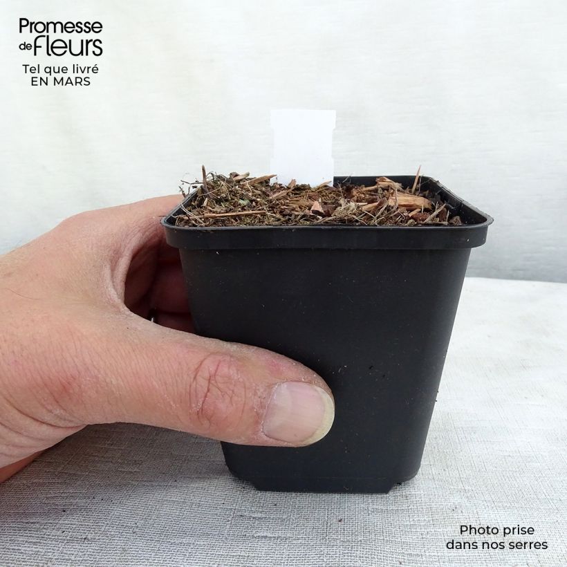 Veronica spicata Erika Vasetto da 8/9 cm esemplare consegnato in primavera