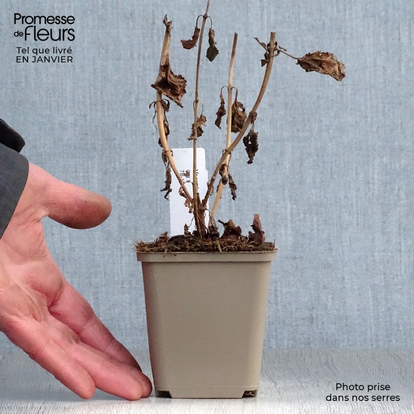 Veronica First Love Vasetto da 8/9 cm esemplare consegnato in inverno