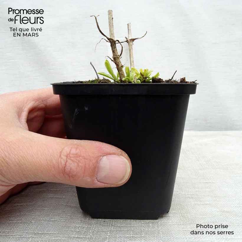 Veronica spicata Icicle Vasetto da 8/9 cm esemplare consegnato in primavera