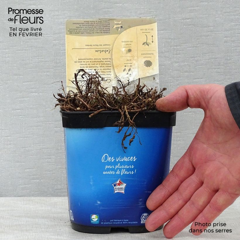 Veronica spicata Nana Blue Vaso da 2L/3L esemplare consegnato in inverno