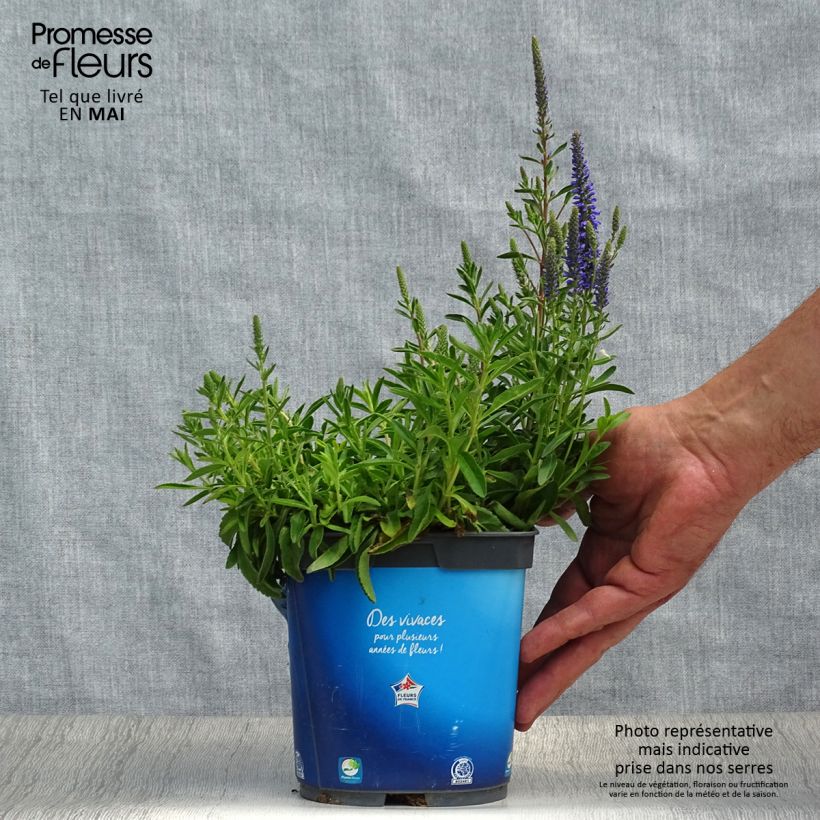 Veronica spicata Nana Blue Vaso da 2L/3L esemplare consegnato in primavera