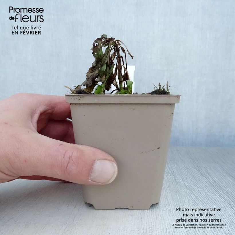 Veronica spicata Rotfuchs Vasetto da 8/9 cm esemplare consegnato in inverno