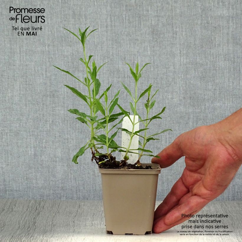 Veronica spicata Rotfuchs Vasetto da 8/9 cm esemplare consegnato in primavera