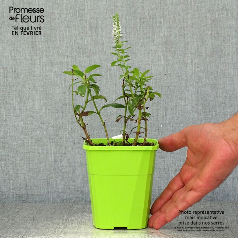 Esemplare di Veronica spicata Royal Candles Vasetto da 8/9 cm come consegnato in autunno
