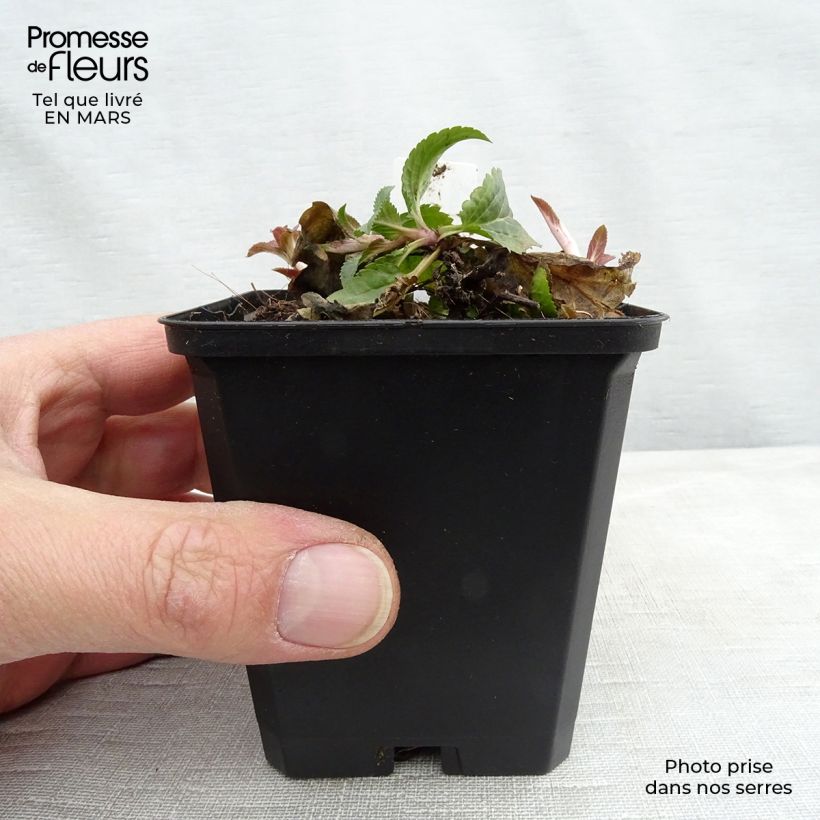 Veronica spicata Royal Candles Vasetto da 8/9 cm esemplare consegnato in inverno