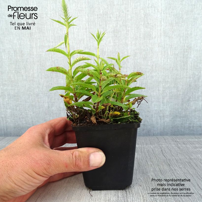 Veronica spicata Ulster Blue Dwarf Vasetto da 8/9 cm esemplare consegnato in primavera