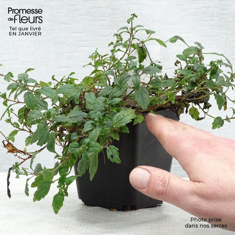 Veronica umbrosa Georgia Blue Vasetto da 8/9 cm esemplare consegnato in inverno