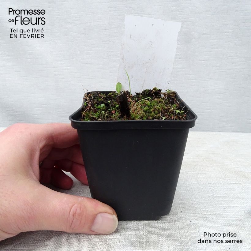 Veronicastrum sibiricum Vasetto da 8/9 cm esemplare consegnato in inverno