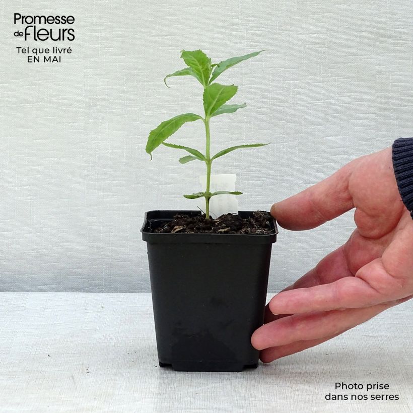 Veronicastrum sibiricum Vasetto da 8/9 cm esemplare consegnato in primavera