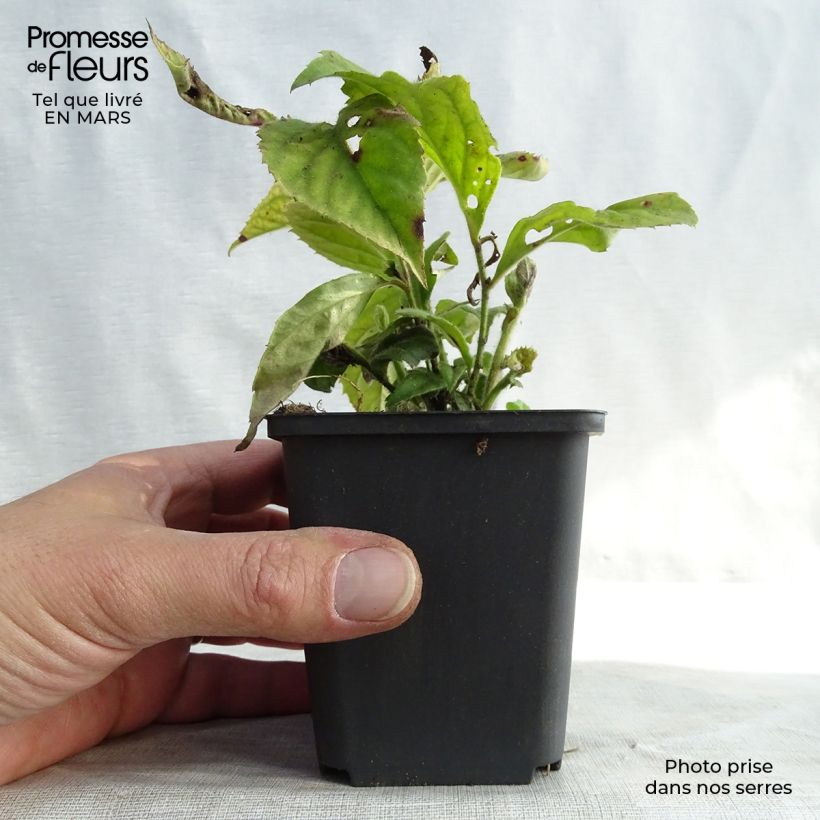 Veronicastrum villosulum Vasetto da 8/9 cm esemplare consegnato in inverno