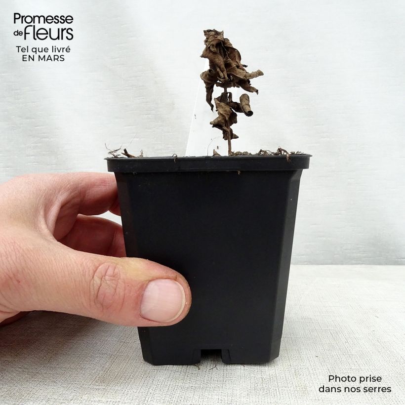 Veronicastrum virginicum Adoration Vasetto da 8/9 cm esemplare consegnato in primavera