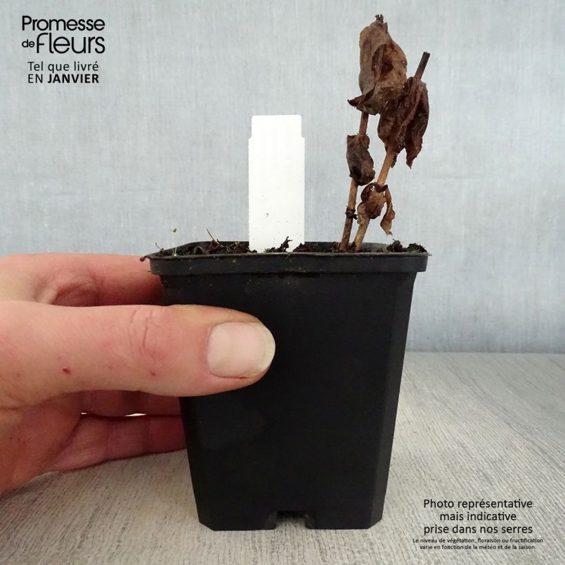 Veronicastrum virginicum Adoration Vasetto da 8/9 cm esemplare consegnato in inverno