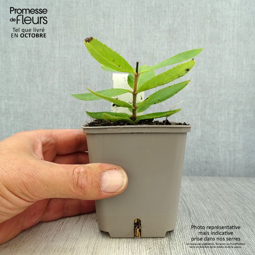 Esemplare di Veronicastrum virginicum Challenger Vasetto da 8/9 cm come consegnato in autunno