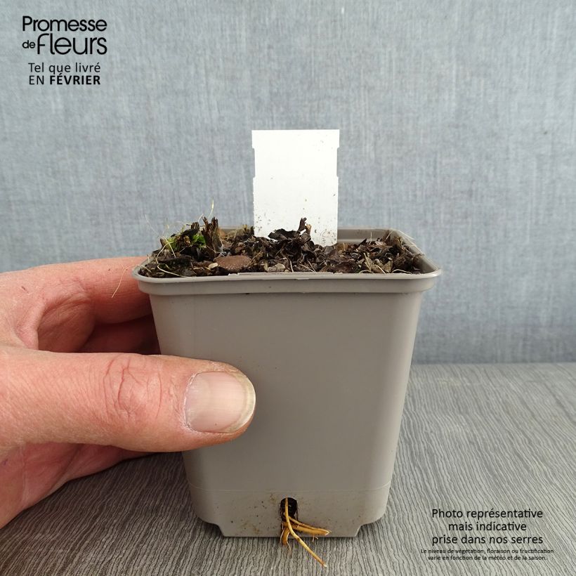 Veronicastrum virginicum Challenger Vasetto da 8/9 cm esemplare consegnato in inverno