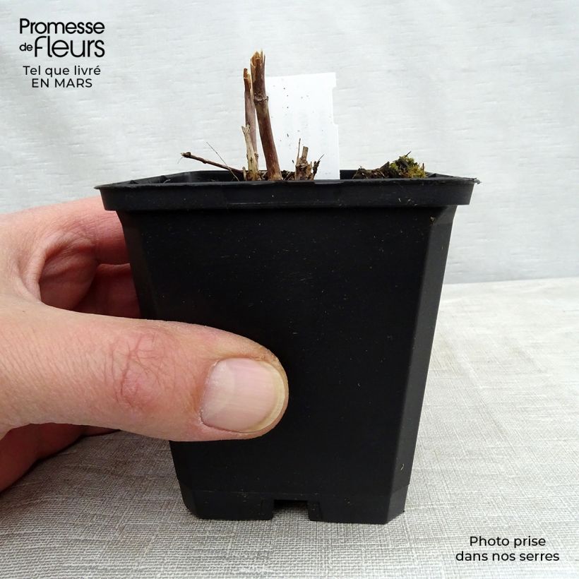 Veronicastrum virginicum Cupid Vasetto da 8/9 cm esemplare consegnato in inverno