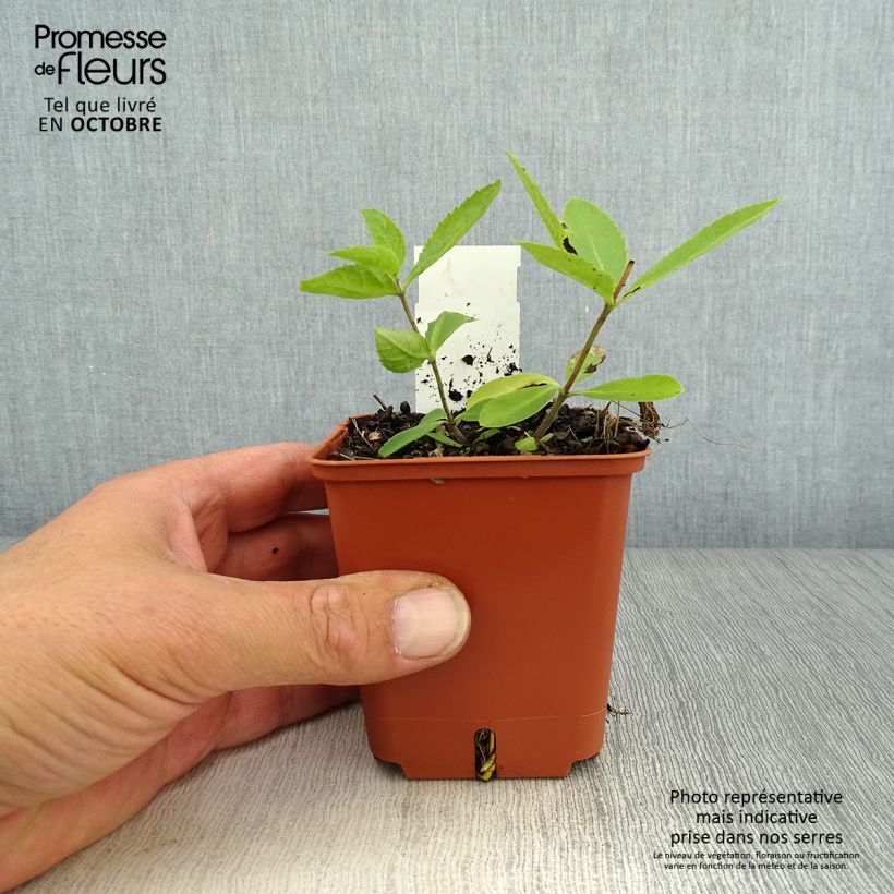 Esemplare di Veronicastrum virginicum Diane Vasetto da 8/9 cm come consegnato in autunno