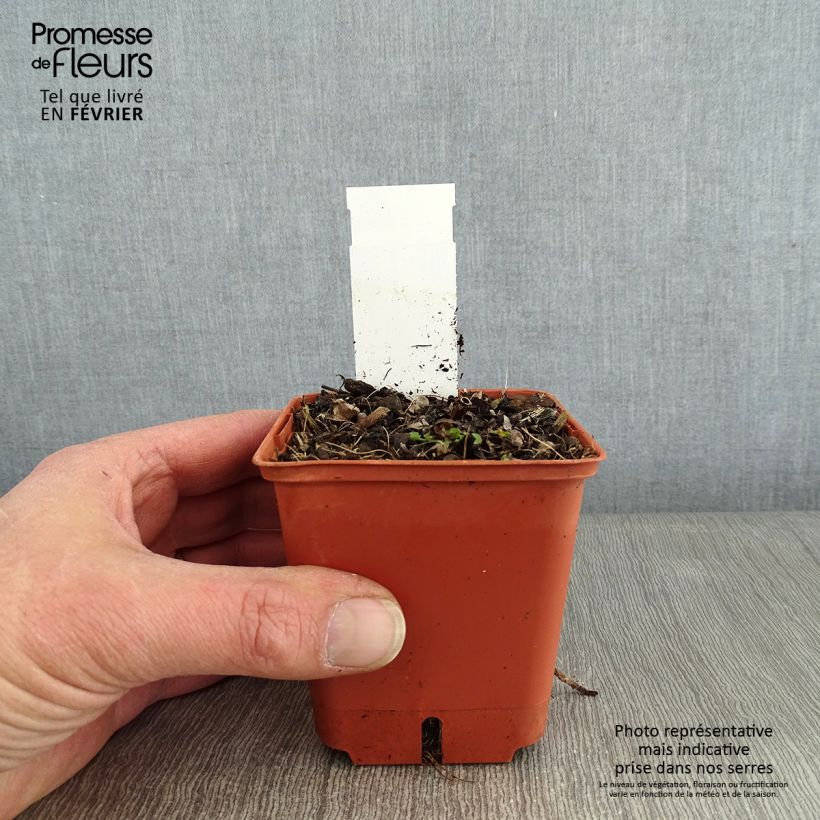 Veronicastrum virginicum Diane Vasetto da 8/9 cm esemplare consegnato in inverno