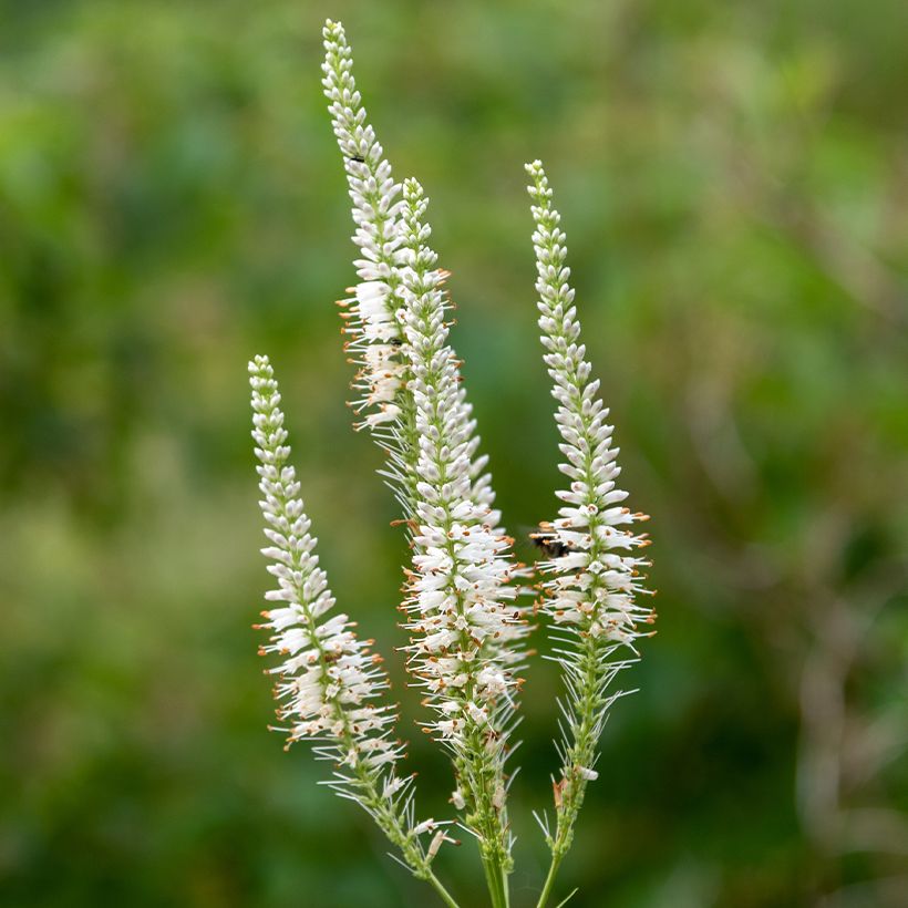 Veronicastrum virginicum Diane (Fioritura)
