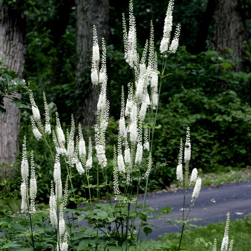 Veronicastrum virginicum Diane (Porto)