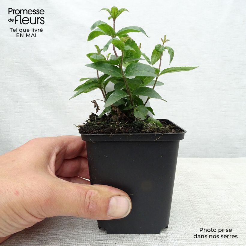 Veronicastrum virginicum Erica Vasetto da 8/9 cm esemplare consegnato in primavera