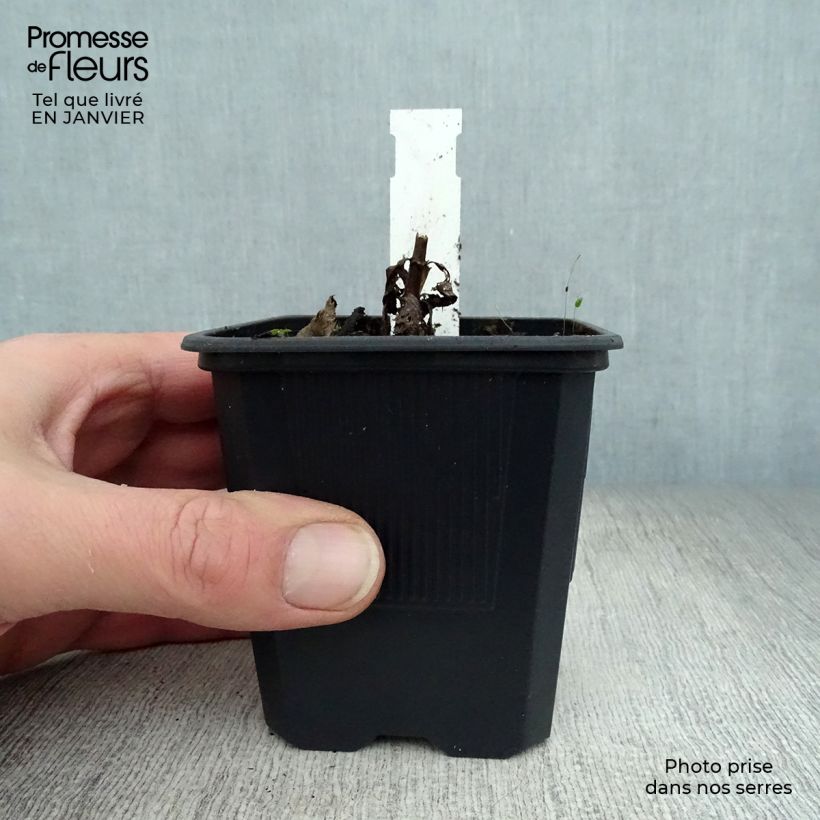 Veronicastrum virginicum Erica Vasetto da 8/9 cm esemplare consegnato in inverno