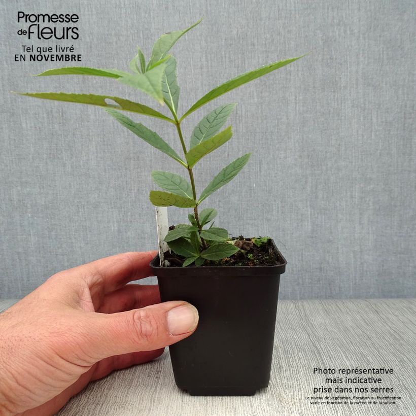 Esemplare di Veronicastrum virginicum Fascination Vasetto da 8/9 cm come consegnato in autunno