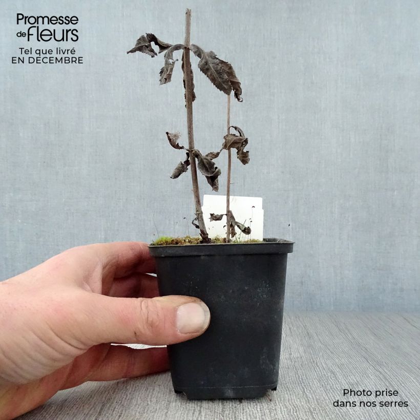 Veronicastrum virginicum Fascination Vasetto da 8/9 cm esemplare consegnato in inverno