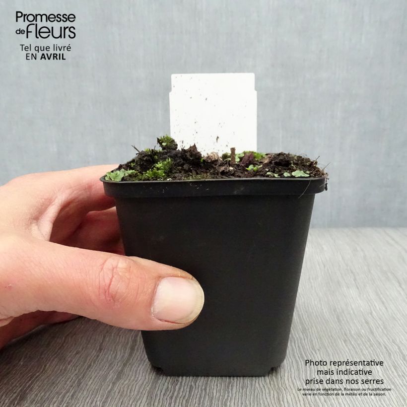 Veronicastrum virginicum Fascination Vasetto da 8/9 cm esemplare consegnato in primavera