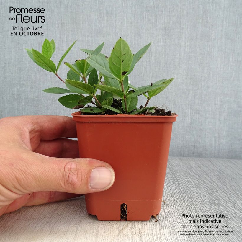 Esemplare di Veronicastrum virginicum Kleine Erika Vasetto da 8/9 cm come consegnato in autunno
