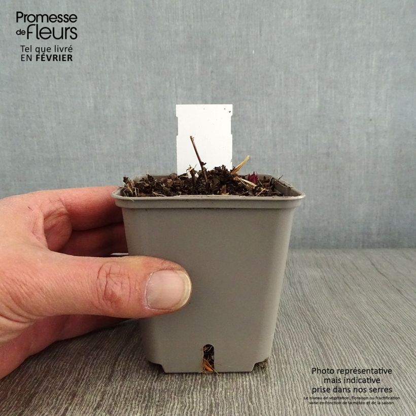 Veronicastrum virginicum Kleine Erika Vasetto da 8/9 cm esemplare consegnato in inverno