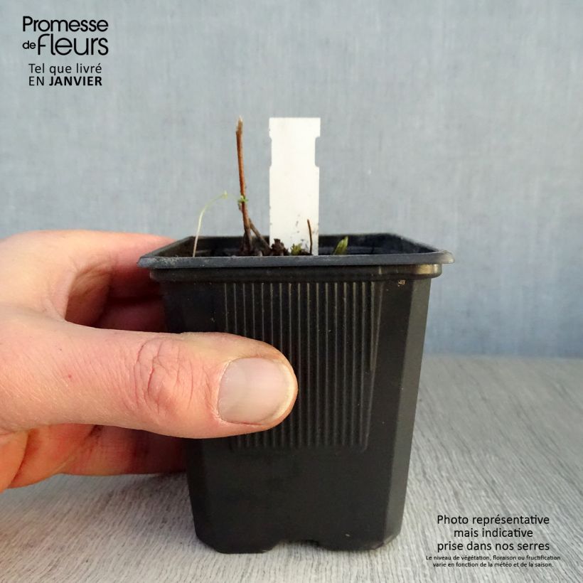 Veronicastrum virginicum Lavendelturm Vasetto da 8/9 cm esemplare consegnato in inverno